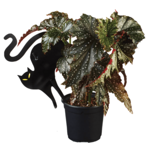 Begonia rex - Chat noir