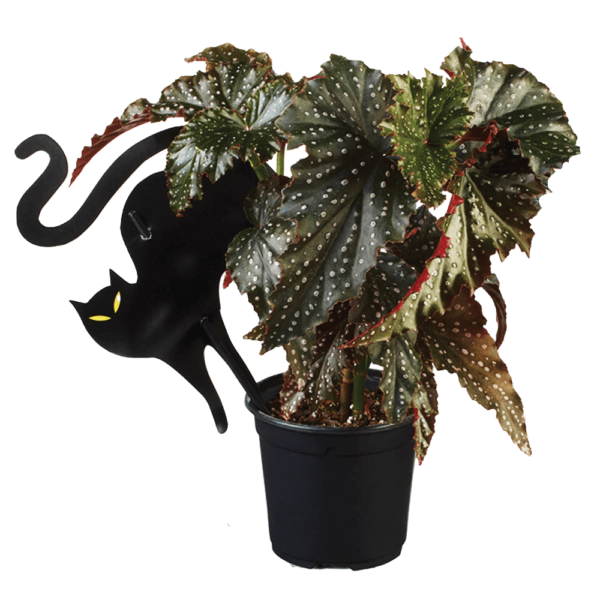 Begonia rex - Chat noir