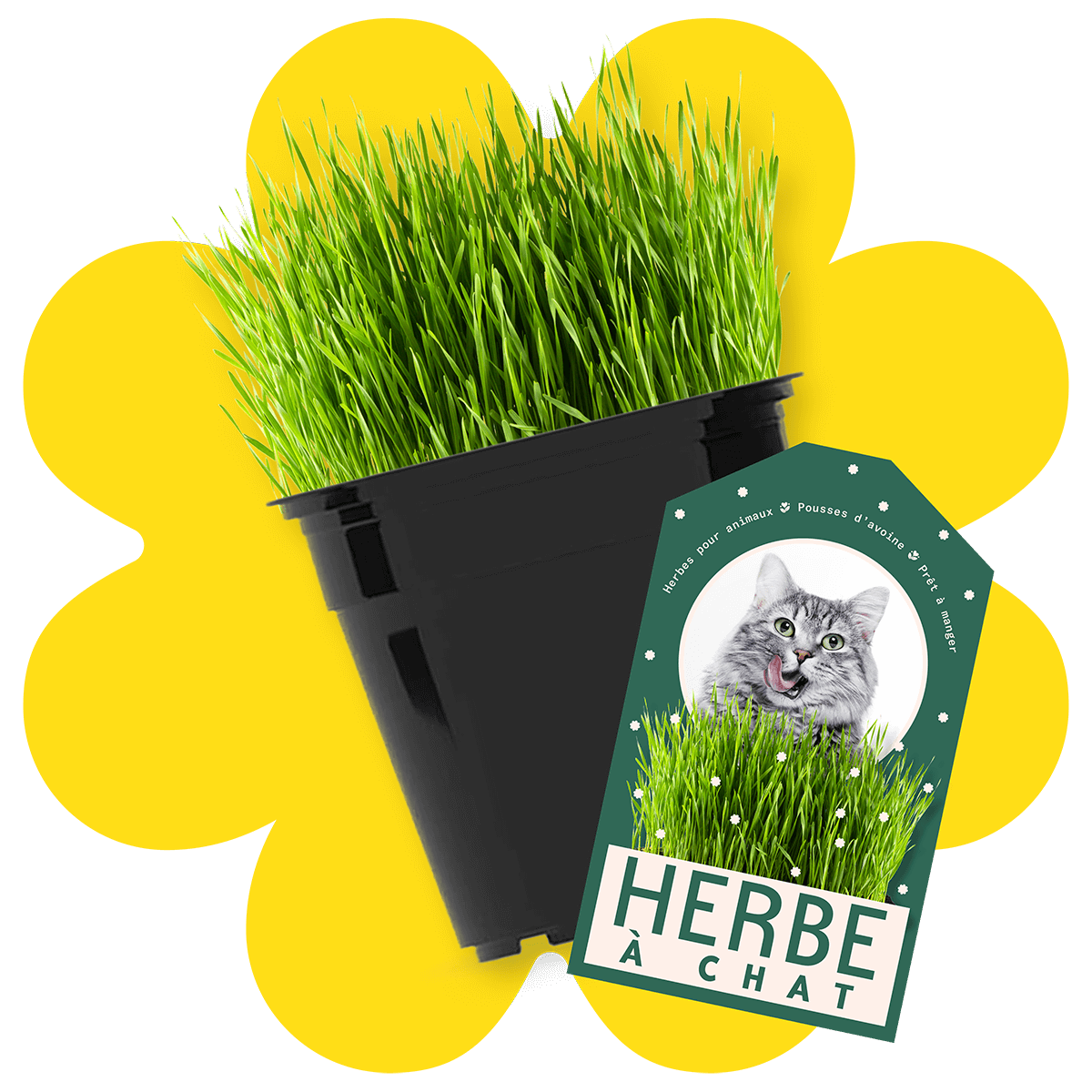 herbe-a-chat-5-pouces