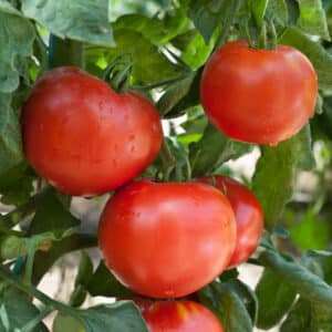 Tomate-Frontenac