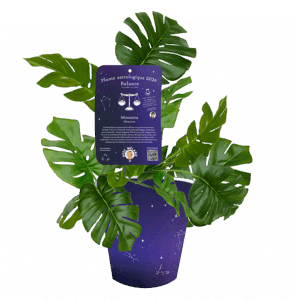 Balance-Monstera-deliciosa