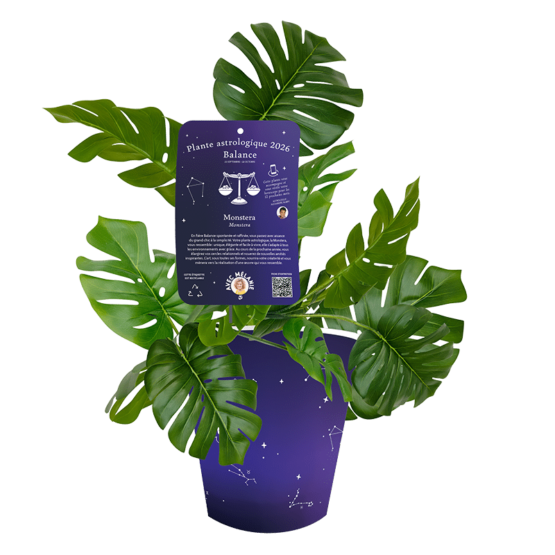 Balance-Monstera-deliciosa