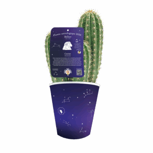 Belier-cactus