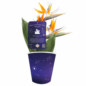 Gemeaux-oiseau-paradis