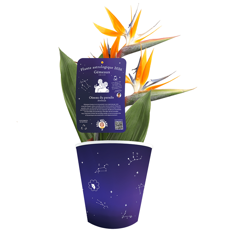 Gemeaux-oiseau-paradis