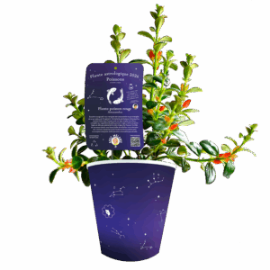 Poisson-poisson-rouge