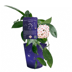 Sagittaire-fleur-de-cire