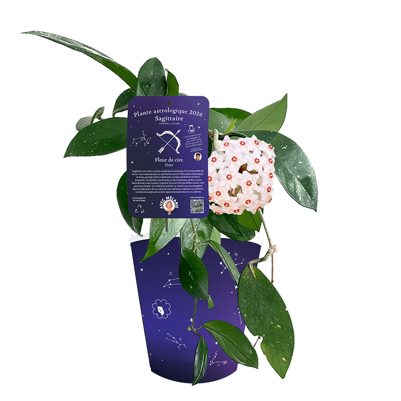 Sagittaire-fleur-de-cire