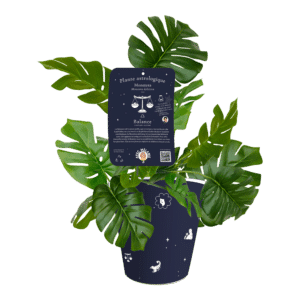 Balance-Monstera-deliciosa-fr