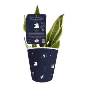 Taureau-Sansevieria-fr