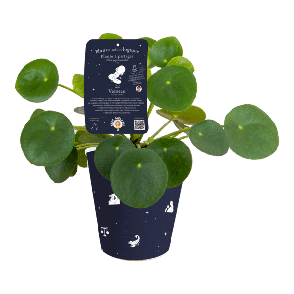 Verseau-Pilea-fr