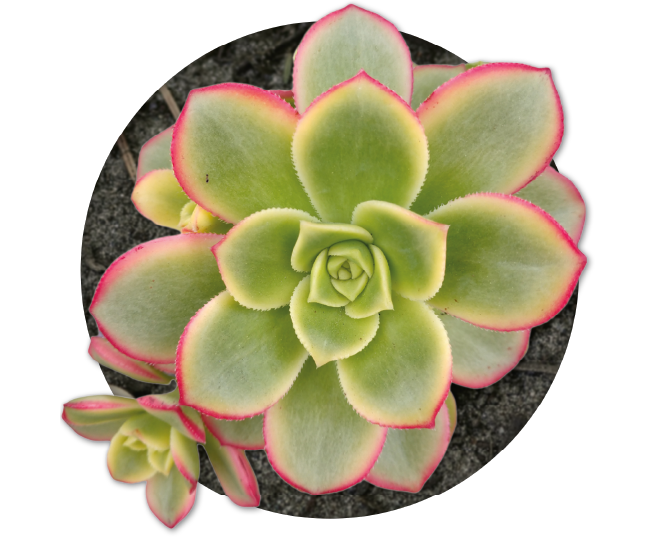 bebe-plante-aeonium-kiwi-2026 bebe-plante-aeonium-kiwi-2026