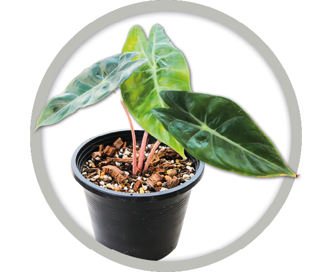 bebe-plante-alocasia-2026 bebe-plante-alocasia-2026