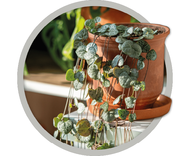 bebe-plante-chaine-de-coeurs-2026 bebe-plante-chaine-de-coeurs-2026