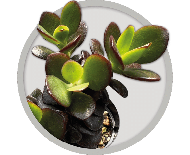 bebe-plante-crassula-ovata-2026 bebe-plante-crassula-ovata-2026