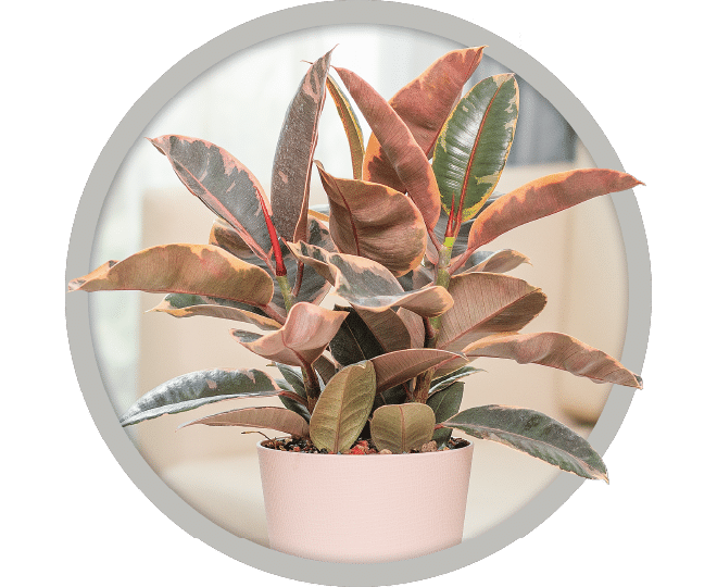 bebe-plante-ficus-2026 bebe-plante-ficus-2026