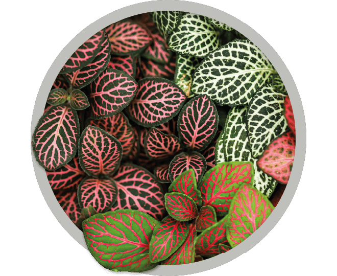 bebe-plante-fittonia-2026 bebe-plante-fittonia-2026