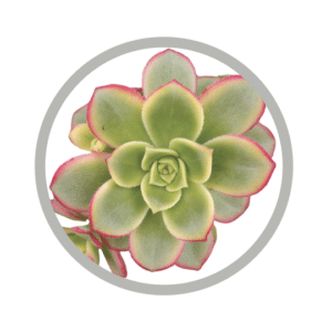 bebes-plantes-aeonium-kiwi