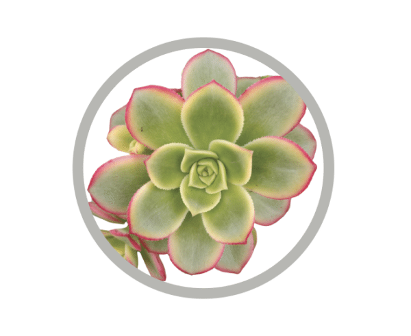 bebes-plantes-aeonium-kiwi