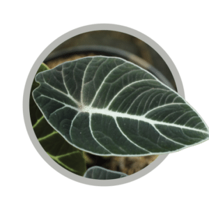 bebes-plantes-alocasia