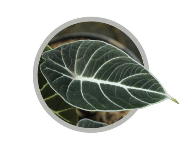 bebes-plantes-alocasia