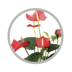 bebes-plantes-anthurium