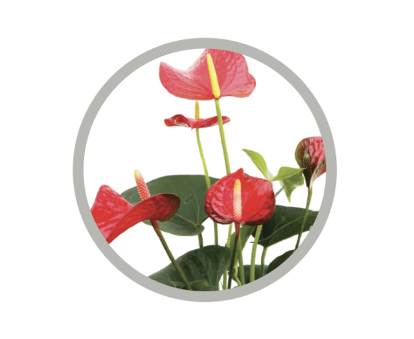 bebes-plantes-anthurium