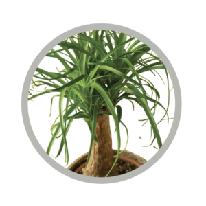 bebes-plantes-beaucarnea-recurvata