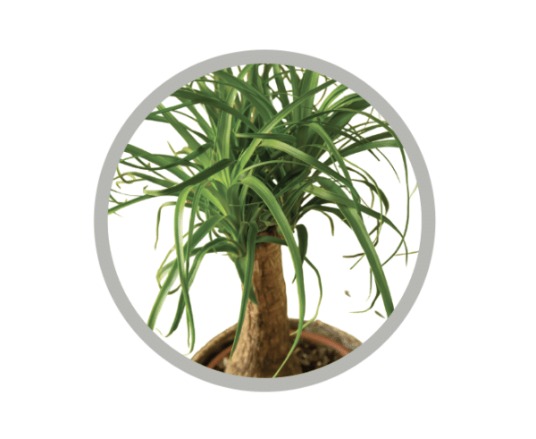 bebes-plantes-beaucarnea-recurvata