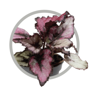 bebes-plantes-begonia-rex