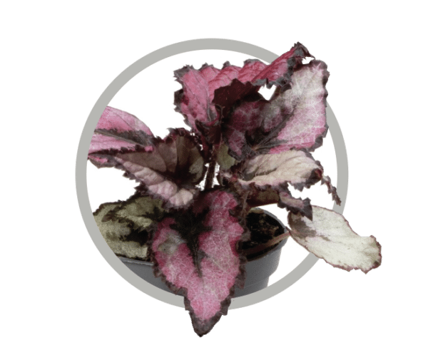 bebes-plantes-begonia-rex