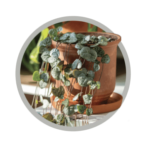 bebes-plantes-ceropegia-variegata