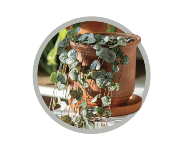 bebes-plantes-ceropegia-variegata