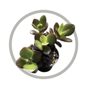 bebes-plantes-crassula