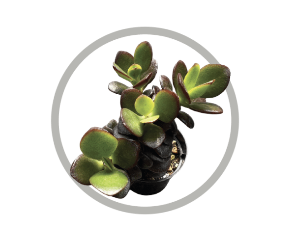 bebes-plantes-crassula