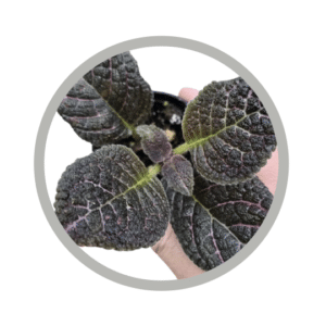 bebes-plantes-episcia-cupreata-copper