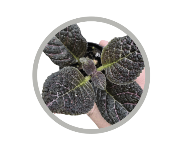 bebes-plantes-episcia-cupreata-copper