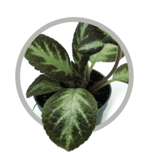 bebes-plantes-episcia-cupreata-silver