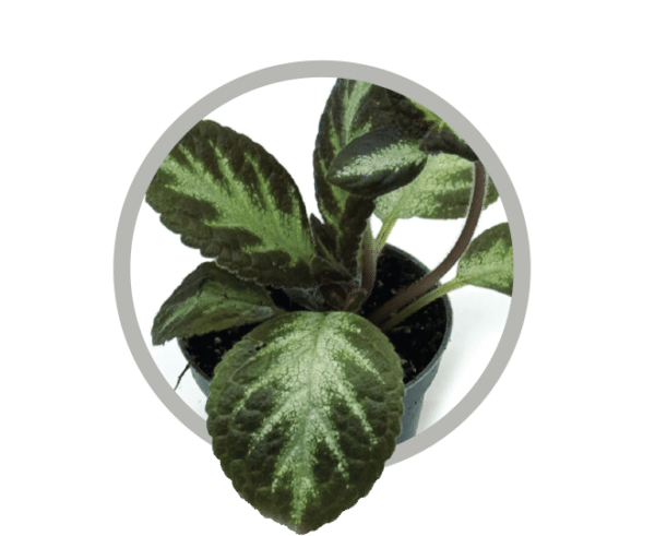 bebes-plantes-episcia-cupreata-silver