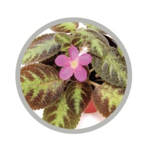 bebes-plantes-episcia-pink-panther