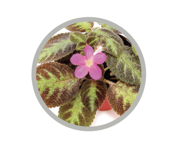 bebes-plantes-episcia-pink-panther