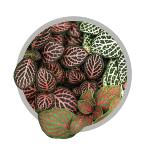 bebes-plantes-fittonia