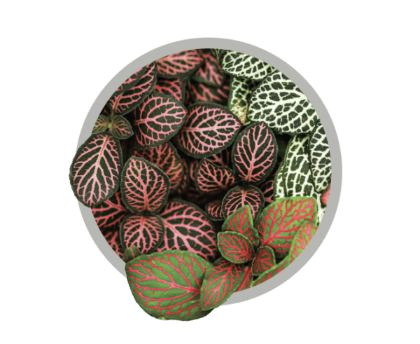 bebes-plantes-fittonia