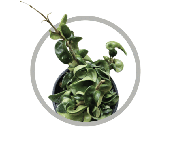 bebes-plantes-hoya-compacta