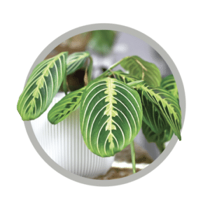 bebes-plantes-maranta-lemon-lime