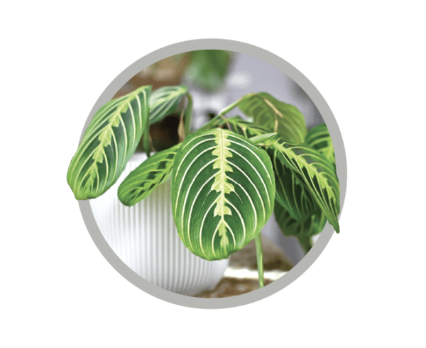 bebes-plantes-maranta-lemon-lime