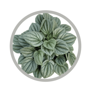 bebes-plantes-peperomia-frost