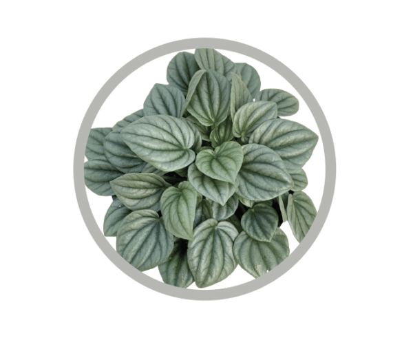 bebes-plantes-peperomia-frost