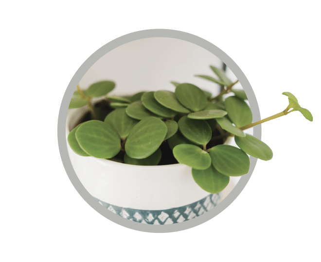 bebes-plantes-peperomia-hope