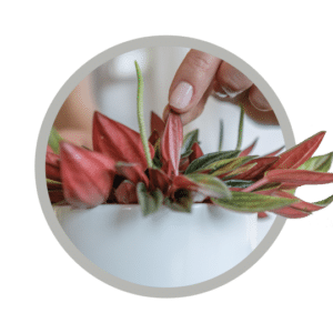 bebes-plantes-peperomia-rosso
